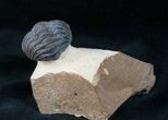 Curled Phacops Trilobite - Beautiful Shell Coloration #12238-3